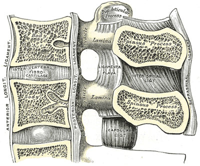 Schemat budowy kanału kręgowego