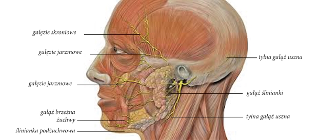 Gałęzie nerwu twarzowego i mięśnie mimiczne